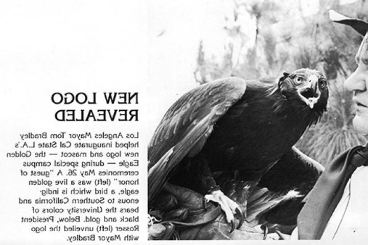 A live golden eagle being held by a person, alongside a blurb announcing the new Cal State LA mascot.